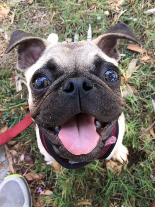 /Images/uploads/PUG NATION RESCUE OF LOS ANGELES/pugnationcalendar/entries/2322thumb.jpg